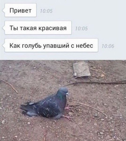 Мемы про голубей