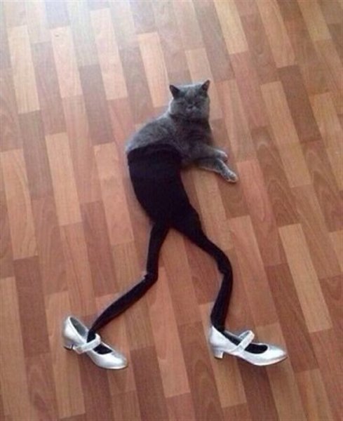 Кошка на каблуках