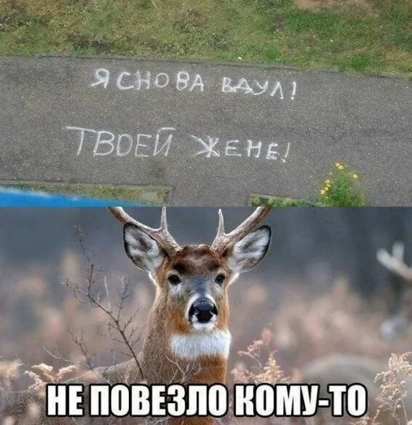 Олень Мем