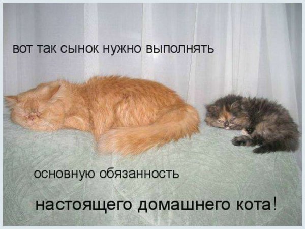 Юмор про котов с надписями