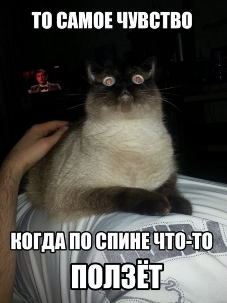 Смешные картинки с подписями