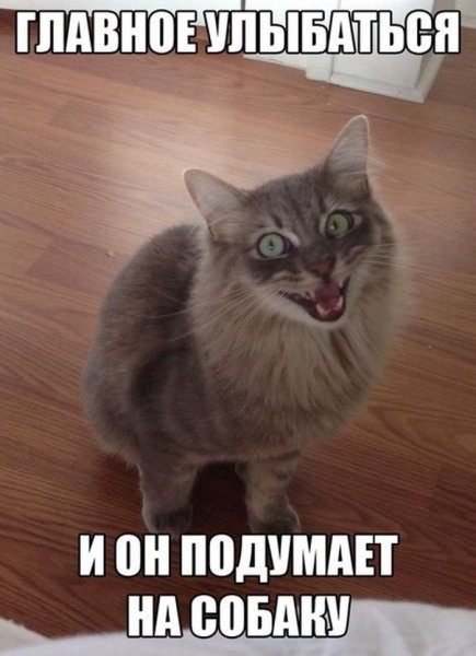 Коты приколы с подписями