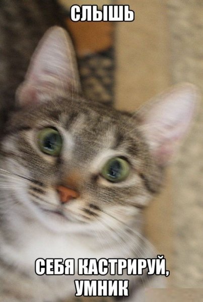 Коты приколы с подписями