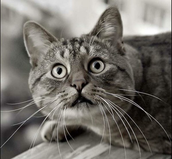 Забавные котики с надписями