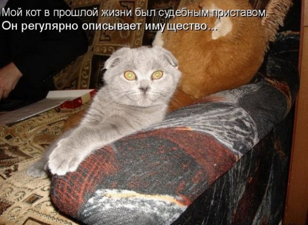 Смешные коты с подписями