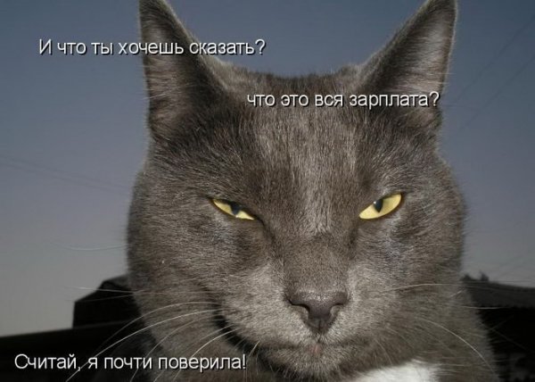 Смешные животные с подписями