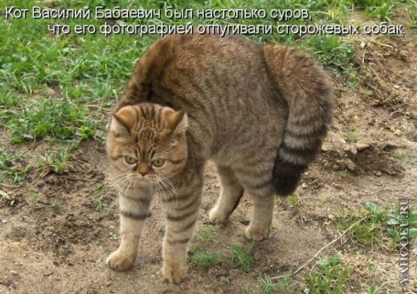 Забавные коты с подписями