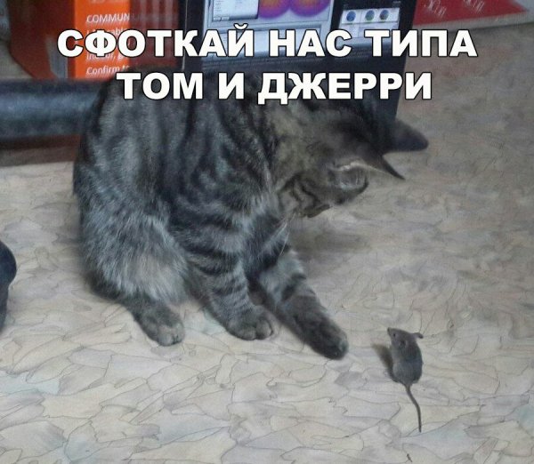 Приколы с животными с подписями