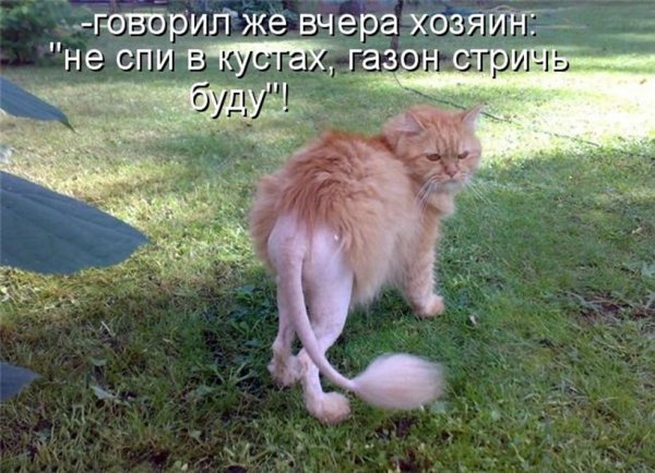 Смешные картинки с животными и надписями