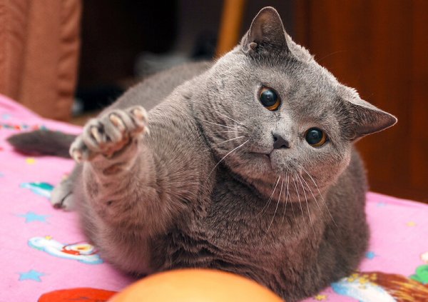 Толстый кот с подписью