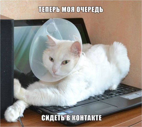 Мем кот с подписью