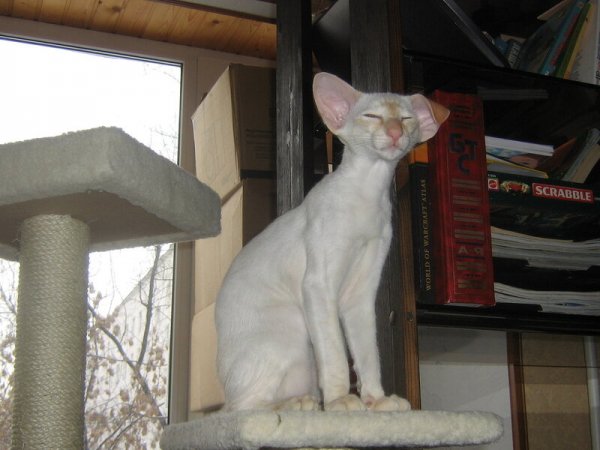 Смешные животные с подписями