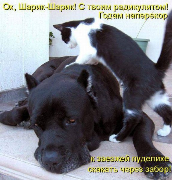 Веселые животные с надписями