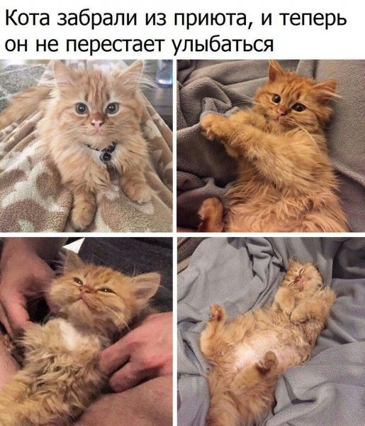 Смешные котики с надписями