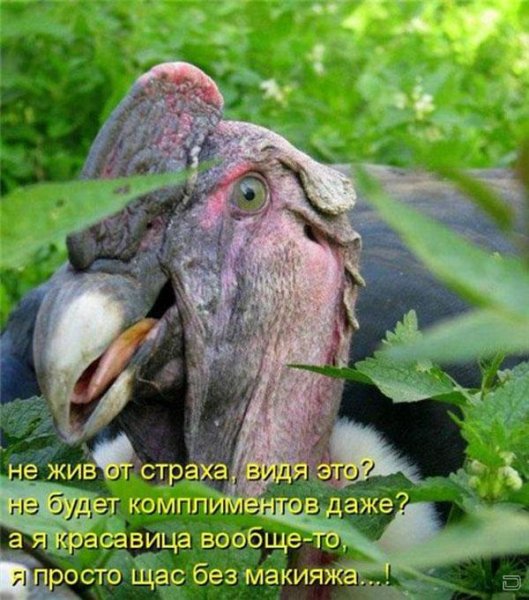 Прикольные фото с подписями животных