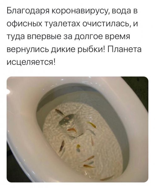 Приколы о коронавирусе картинки смешные