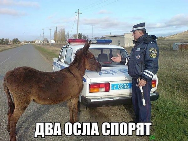 Полицейский на ишаке