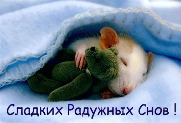 Доброй ночи сладких снов прикольные