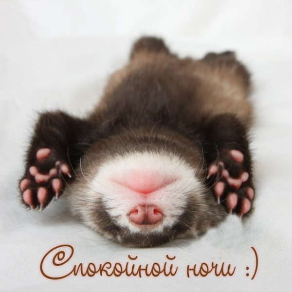 Сладких снов прикольные