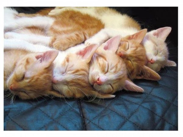 Спокойной ночи сладких снов с животными