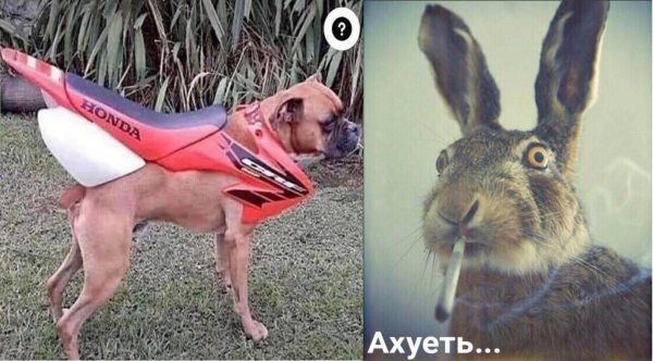 Картинка кролик ахуеть