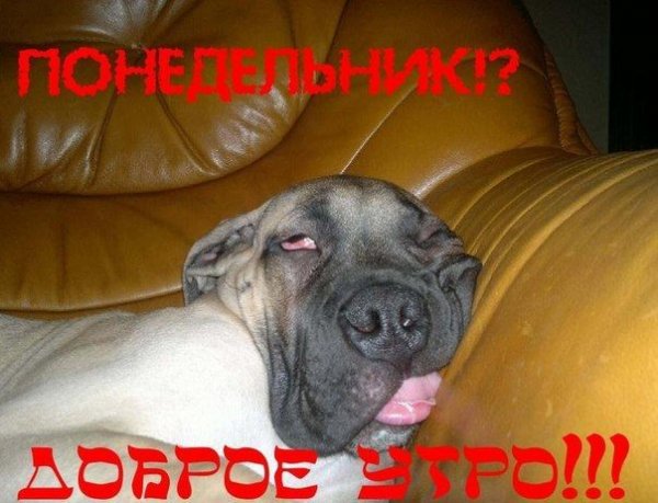Доброе утро приколы с животными