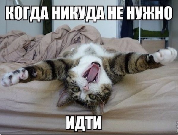 Кот утро воскресенья