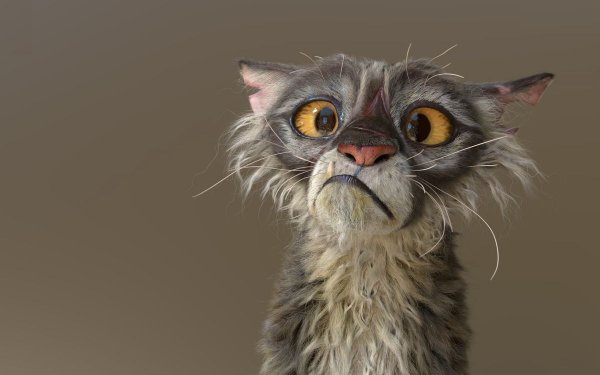 Взъерошенный кот