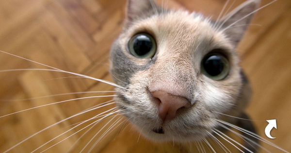 Ржачные коты