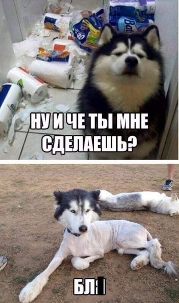 Смешные картинки снатписми