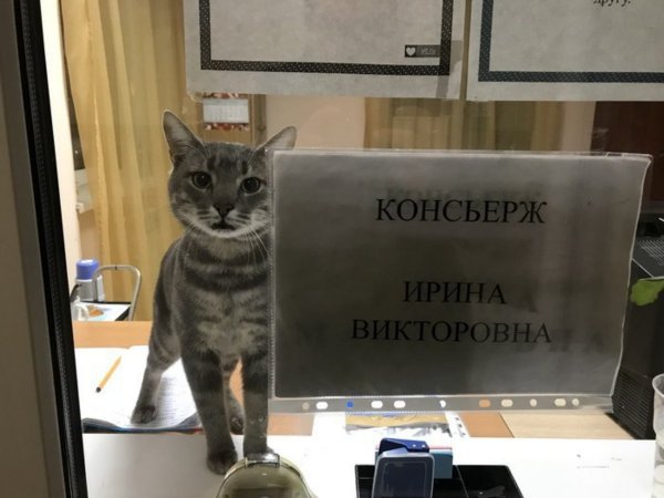 Прикольные картинки с надписями