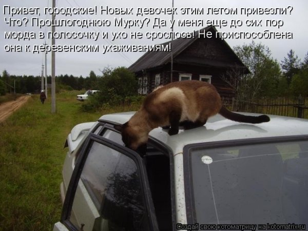 Приколы с животными до слез с надписями