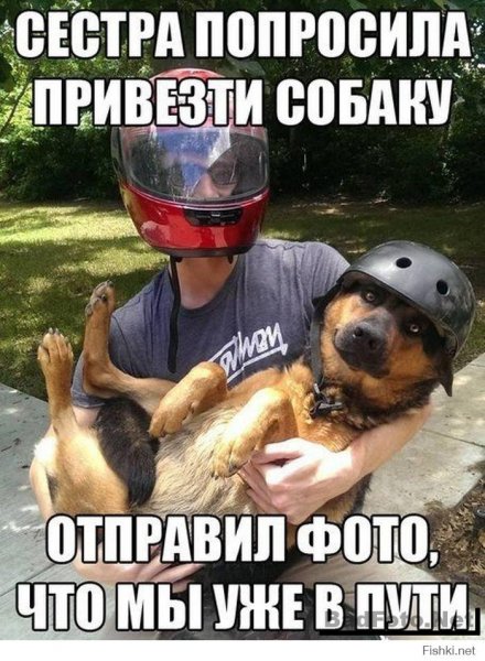 Шутки про собак