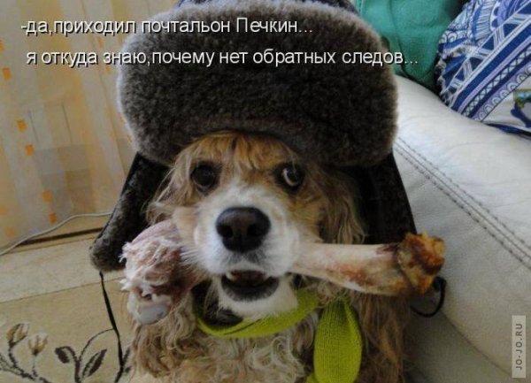 Смешные фото с надписями