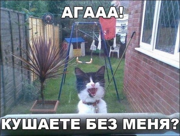 Коты ржака с надписями