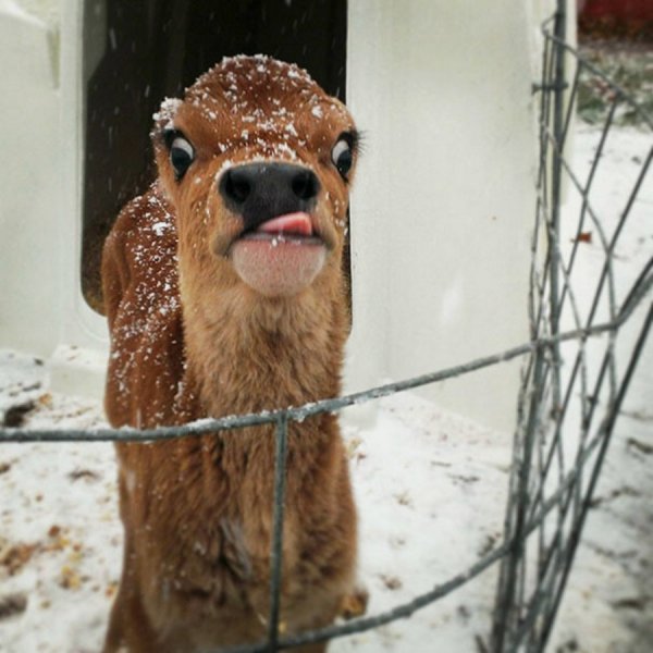 Неудачные снимки животных