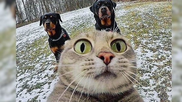 Смешной кот ржака