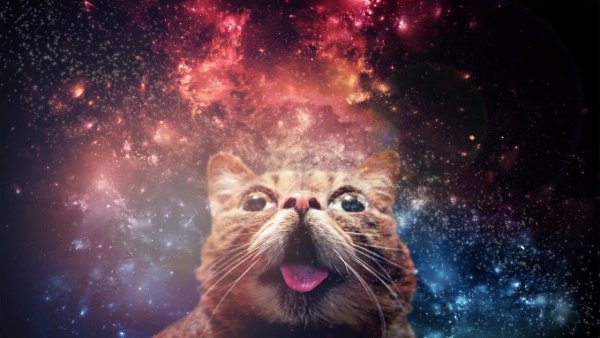 Кот на фоне космоса