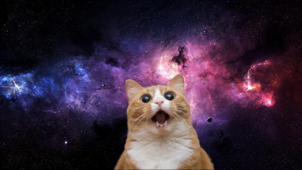 Котейка в космосе