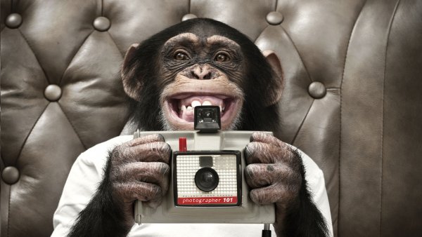 Обезьяна с фотоаппаратом