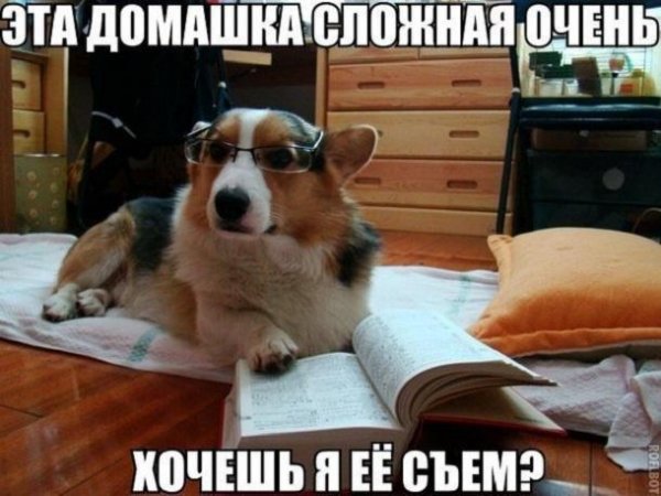 Мемы с собаками с надписями