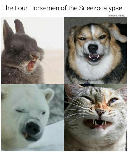 Мемы зверюшки