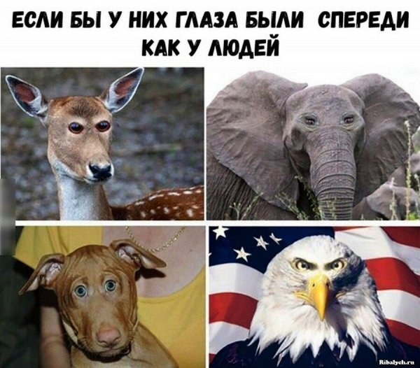 Мемы про животных