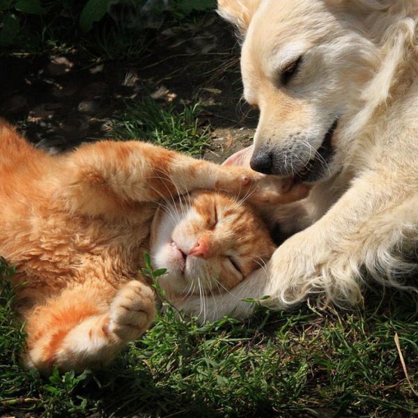 Веселые животные с надписями