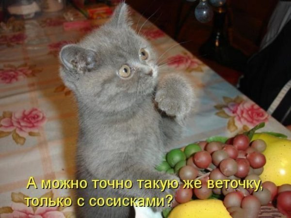 Приколы с животными с надписями