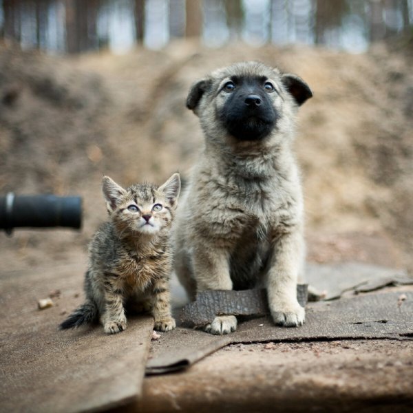 Забавные животные с надписями