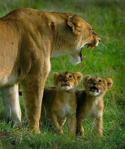 Красивые картинки животных с надписями