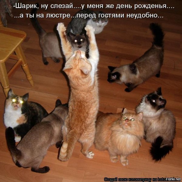 Прикольные животные с надписями