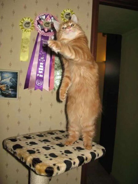 Приколы с животными с надписями