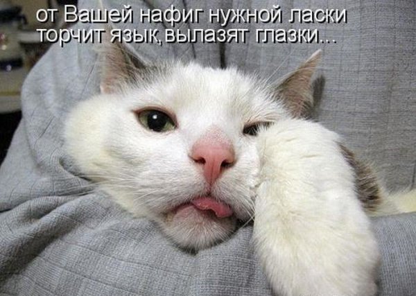 Приколы с животными с надписями